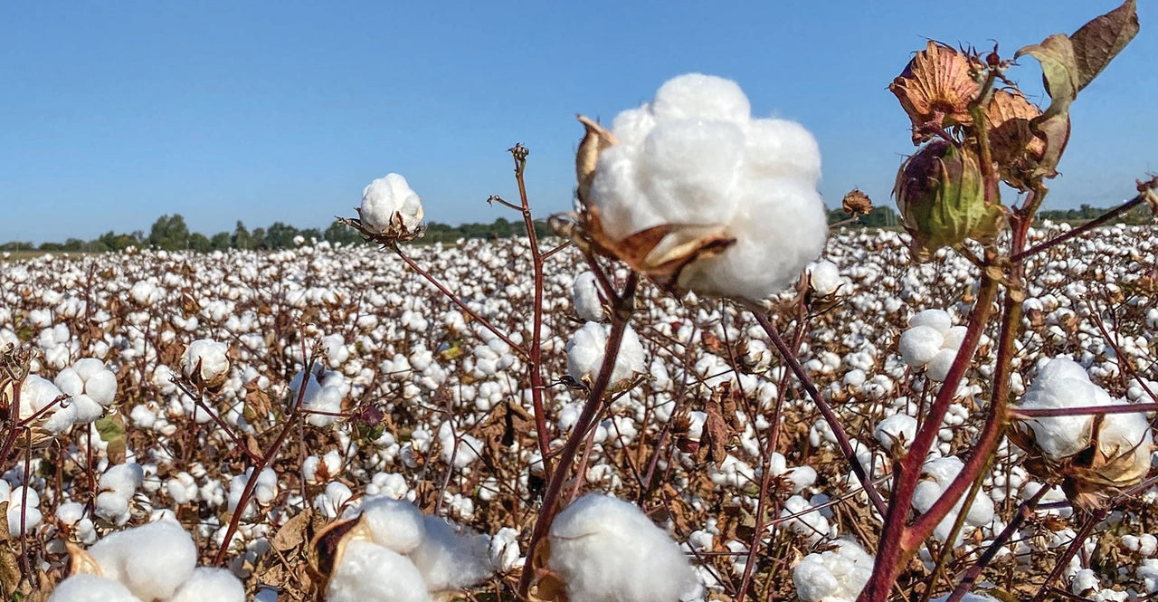 Journal 24 - The Production of Cotton