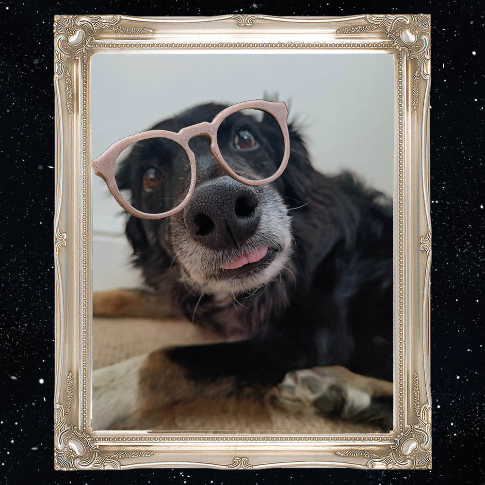 Journal 9: The Dogs of Mosevic